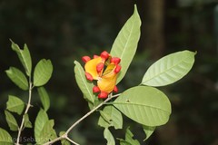 Tabernaemontana gamblei